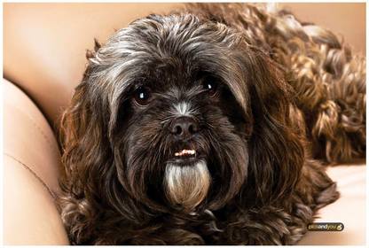 Animal Themed 269 Paper Print