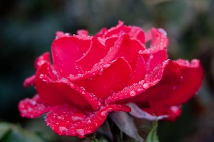 FLOWER POOSTER Paper Print