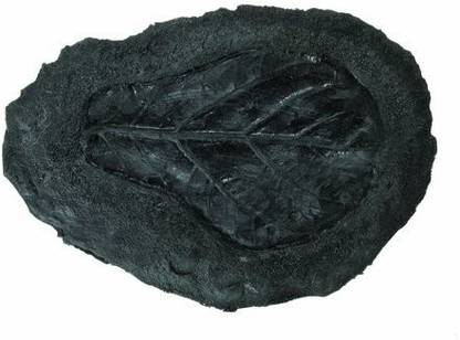 BonWay 32-141 Tropical Leaf Stamp For Decorative Concrete