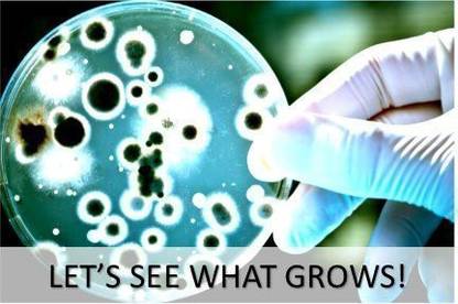 Diamante Scientific Bacteria Science Fair Project Kit Great for Students Interested in Learning About Microbiology