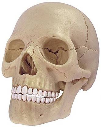 4D Master Human Anatomy Exploded Skull Model 3D Puzzle, One Color