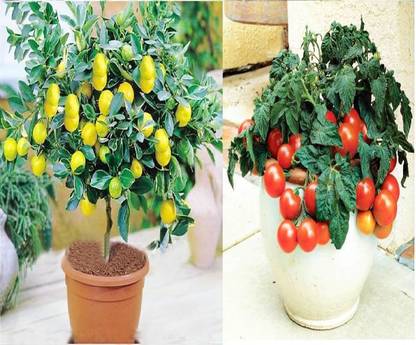 Priyathams Imported Bonsai Tomato +, bonsai Lemon plant Seed