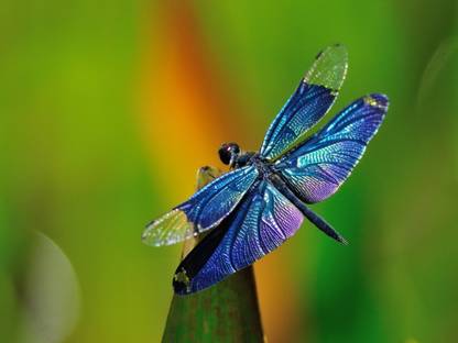 ravgar A Beautiful Dragonfly Flying in the Forest Canvas Painting Wall Art [12 x 16 inch] UnFramed Canvas 16 inch x 12 inch Painting