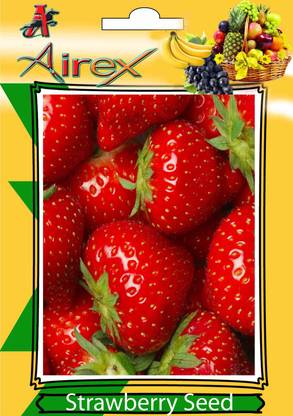 Airex Strawberry Fruit Seeds (pack of 30 Seeds * 10 Per Packet) Seed