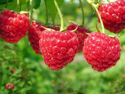 NATIONAL GARDENS Raspberry Fruit Seed