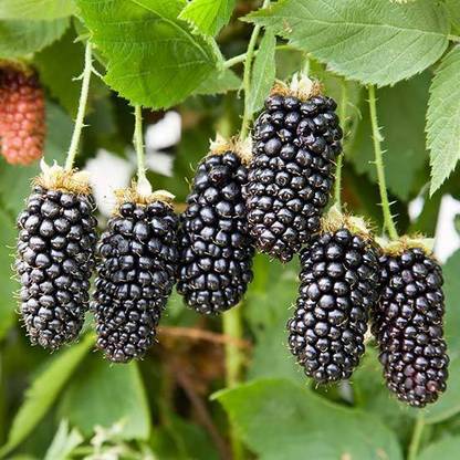 NATIONAL GARDENS Blackberry Fruit Seed