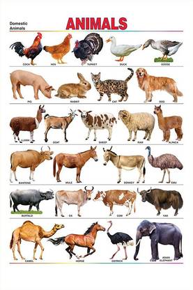 Poster | Domestic Animals Name Chart | Educational Poster | Colorful | Learning Chart-100yellow Paper Print