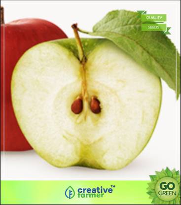 creative farmer Fruit Seeds : Sweet Apple For Home Garden Seed