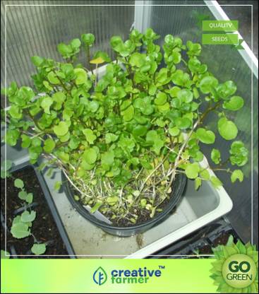 creative farmer Herbal Plants For Growing - Fast Growing ...