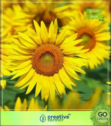 creative farmer Sunflower Dwarf Bear Flower Seeds Flowering Plants Seeds Seed