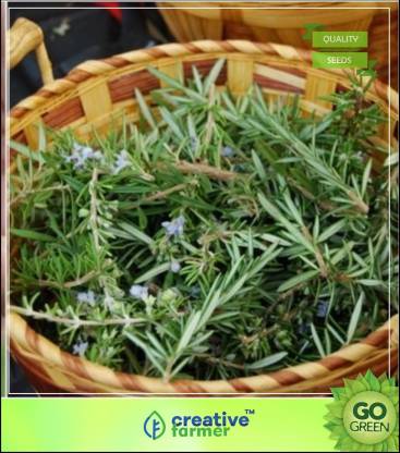 creative farmer Herb Seeds Home Depot - Compass Plant - Rosemary Seeds Seed