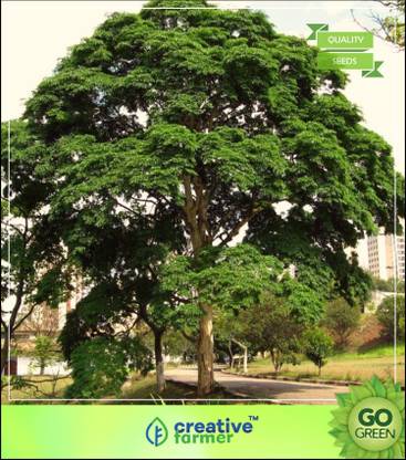 creative farmer Lucky Tree Plant Seeds Coral Wood Medicinal Plant Seeds Seeds For Farming Tree Seeds Seed