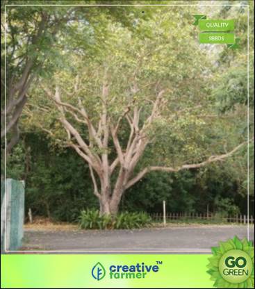 creative farmer Herbal Tree Ashwattha Tree - Ficus Tree Seeds For All Season Tree Seeds For Seed