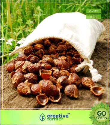 creative farmer Tree Seeds Kukudu-Kayalu, Kungititkaya, Kunkudu-Chettu Notched Leaf Soapnut Herb Seeds For Growing Tree Seeds Seed