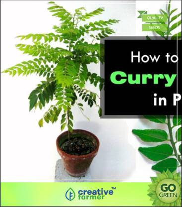 creative farmer Seeds For Curry Leaves Seeds For Curry Leaves Seed
