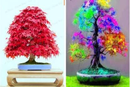 ROSEMERC RED MAPLE, RAINBOW MAPLE Seed