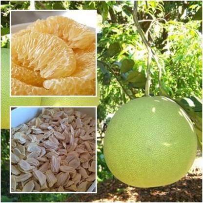 M-Tech Gardens Pomelo Seed
