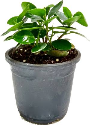 Root Bridges Ficus Plant