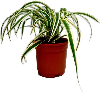 Root Bridges Spider Plant