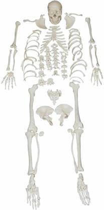 JLab 1033 Anatomical Body Model