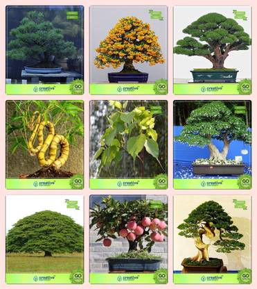 creative farmer Bonsai Seeds : Fruit Combo Combo Australian Pine, English Walnut, Cupressus Torulosa , Bamboo Ficus Religiosa,Water Jasmine,Elephant-Ear,Peach,Pinus Petula Garden Seeds Seed