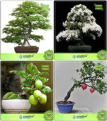 Creative Farmer Bonsai Seeds Plants Seeds Combo Mahogany Water Jasmine Guava Pomagranate Garden Seeds Seed Price In India Buy Creative Farmer Bonsai Seeds Plants Seeds Combo Mahogany Water
