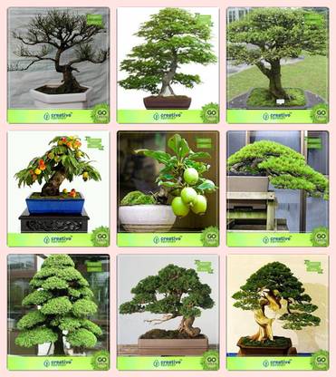 Creative Farmer Bonsai Seeds Fruit And Tree Combo Combo Australian Pine Mahogany Water Jasmine Peachguava Hoop Pine Cryptomaria Japonica Cupressus Torulosa Pinus Petula Garden Seeds Seed Price In India Buy Creative