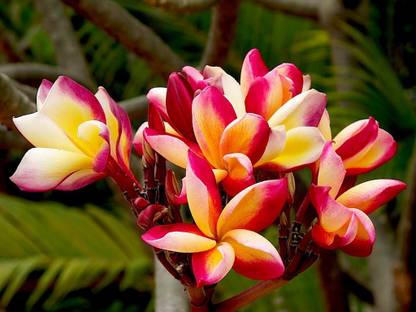 Generic Rare Double Color Plumeria Flower seed Red and Yellow 5 Seed