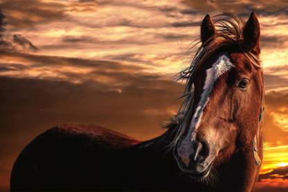 HOURSE WITH WHITE STRIPS ANIMAL POSTER Paper Print