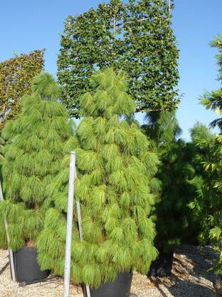 syed garden pinus excelsa seed Seed