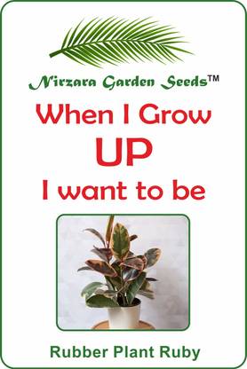Nirzara Garden Seeds Rubber Plant Ruby Seed