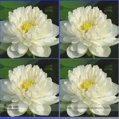 creative farmer Flower Seeds : White Lotus Seeds Seeds Hybrid 15 Seeds- Plants Seeds Air Purifying (13 Packets) Garden Plant Seeds Seed