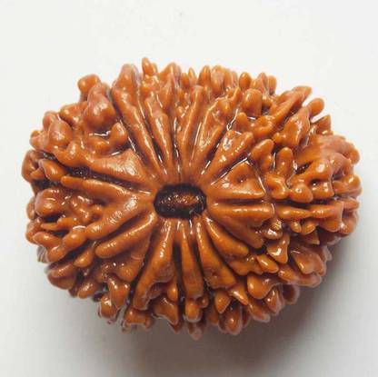 कार्तिक जेम्स ten face rudraksha ( 10 mukhi ) 100% originalwith lab certification Peridot लकड़ी