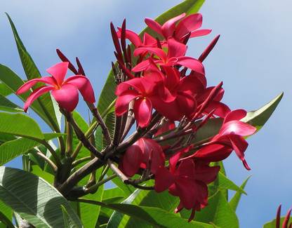 Generic Frangipani PLUMERIA Rubra for Home Garden Hawaiian Red Plumeria Flower 5 Seed