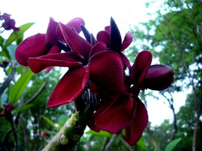 Generic Dwarf Black Red Plumeria, Plumeria Frangipani Flower 6 Seed