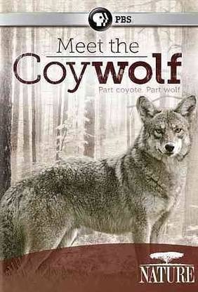 NATURE:MEET THE COYWOLF