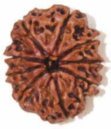 Durga gems 10 Mukhi Rudraksha Original (10 mukhi) Nepali Rudraksha Beads Wood