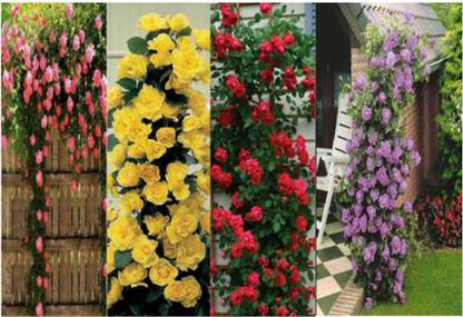 Priyathams Rare 4 Types Climbing Rose seeds (10 seeds each) Seed