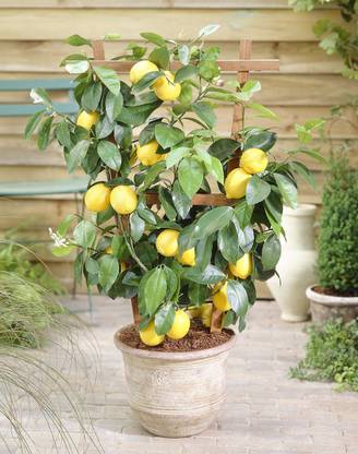 Generic Dwarf Lime Tree (Citrus limonia) ‘Rangpur Lime’. indoor OR outdoor tree 10 Seed