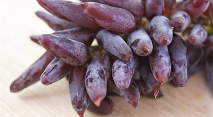 Generic GRAPE Seed