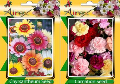 Airex Chrysanthemum and Carnation Flower Seeds (Pack Of 15 Seeds * 2 Per Packet) Seed
