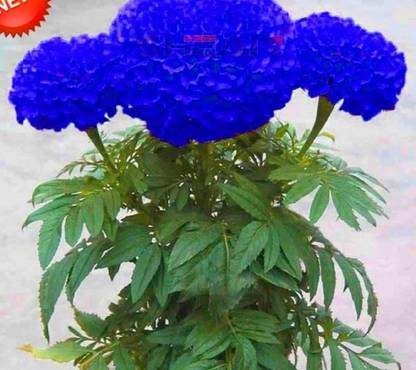 Generic MARIGOLD Seed