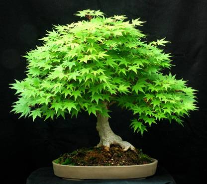 Variety House Japanese Maple (acer palmatum) Bonsai Maple Tree Seed