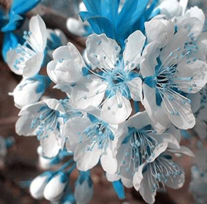 Nema Japanese Sakura Seed