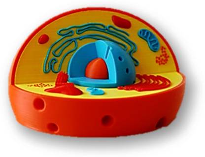 PROTOTYPE Human Cell Anatomy And Physiology 3d model