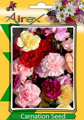Airex Carnation Winter Flower Seeds (Pack Of 20 Seeds * 6 Per Packet) Seed