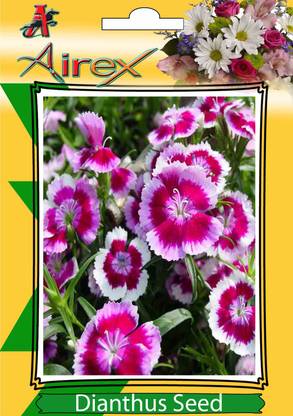 Airex Dianthus Winter Flower Seeds (7 Packet Of Dianthus) Pack Of 50 Seeds* 7 Per Packet Seed
