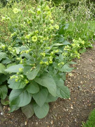 NATIONAL GARDENS Aztec Tobacco Seeds Seed