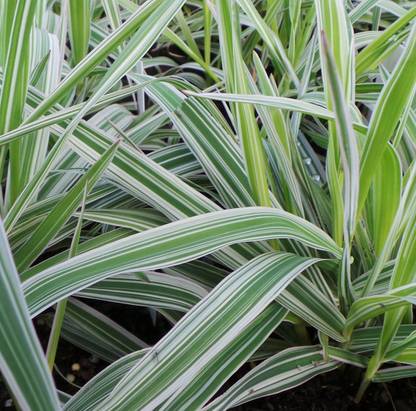 NATIONAL GARDENS Variegated Ribbon Grass Seeds Seed