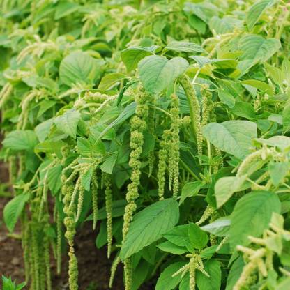 NATIONAL GARDENS Green Tails Amaranthus Flower Seeds Seed